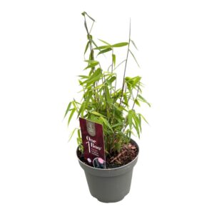 Fargesia Jiuzhaigou 1 One Boo™ Red P14
(8 Plants/Order)(14cmP 30cmH)