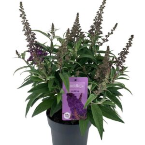 Buddleja Butterfly Candy Little Lil Nolina Buddleja | Candy Ø 19 cm. Purple
(3 Plants/Order)(19cmP 60cmH)