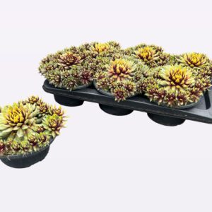 Sempervivum Chick Charms Gold Rush (Schaal)
(3 Plants/Order)(16cmP 25cmH)