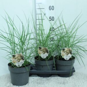 Miscanthus sinensis Ferner Osten
(3 Plants/Order)(19cmP 60cmH)