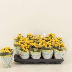 Kalanchoe Calandiva Nolin Double Yellow
(16 Plants/Order)(8cmP 15cmH)
