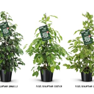 Ficus benjamina forever mix
(1 Plants/Order)(21cmP 100cmH)