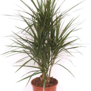 Dracaena marginata
(1 Plants/Order)(24cmP 120cmH)
