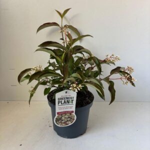 Viburnum hillieri Winton
(1 Plants/Order)(19cmP 35cmH)