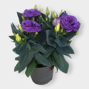 Eustoma Julietta Blue Lisianthus Julietta Blue 12cm
(8 Plants/Order)(12cmP 30cmH)