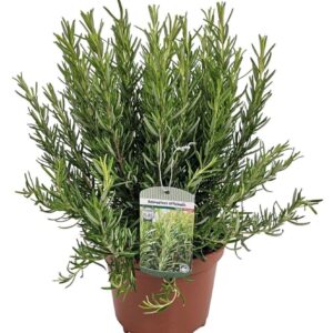 Rosmarinus Rosmarinus Officinalis Bush - 1154
(3 Plants/Order)(19cmP 50cmH)