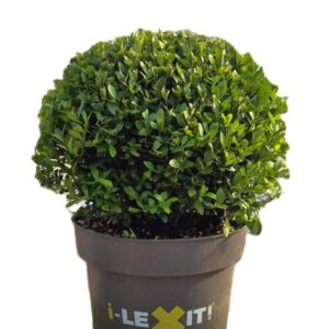 Ilex crenata Dark Green P32, ball Ø35cm
(1 Plants/Order)(29cmP 60cmH)