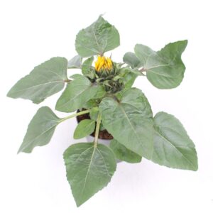 Helianthus annuus Petisol stadium 2
(8 Plants/Order)(12cmP 25cmH)
