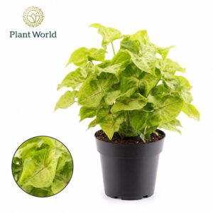 Syngonium Golden
(7 Plants/Order)(14cmP 30cmH)