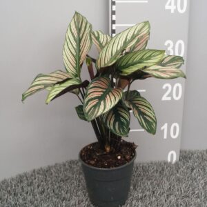 Calathea majestica 'Whitestripe'
(6 Plants/Order)(12cmP 35cmH)