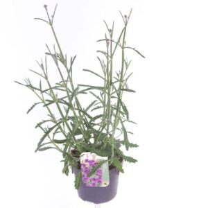 Verbena bonariensis Verbena bonariensis
(8 Plants/Order)(13cmP 45cmH)
