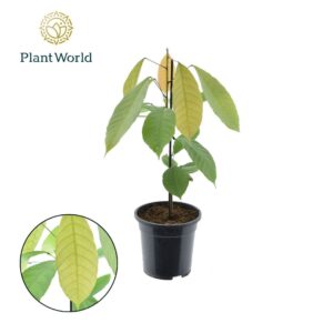Indoor plants Cacao Theobrama
(4 Plants/Order)(19cmP 60cmH)