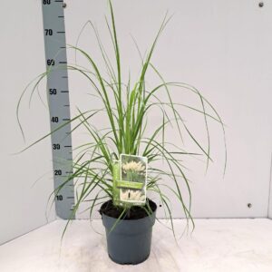 Cortaderia selloana White Feather'
(1 Plants/Order)(17cmP 65cmH)