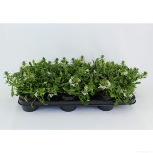 Scaevola Toppot White Scaevola Toppot White
(12 Plants/Order)(10.5cmP 20cmH)