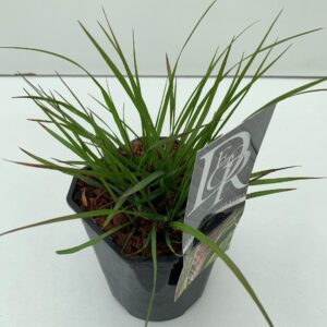 Pennisetum Viridescens'
(6 Plants/Order)(17cmP 30cmH)