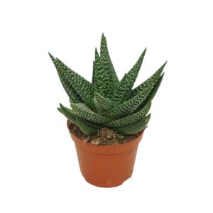 Gasterhaworthia x 'Royal Highness' Gasworthia 8,5 cm
(12 Plants/Order)(8.5cmP 16cmH)