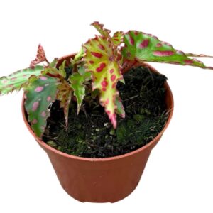 Begonia Pink Dottie
(14 Plants/Order)(8cmP 12cmH)