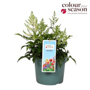 Astilbe Astilbe Arendsii White P19
(3 Plants/Order)(19cmP 50cmH)