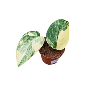 Scindapsus Jade Satin
(5 Plants/Order)(7cmP 15cmH)