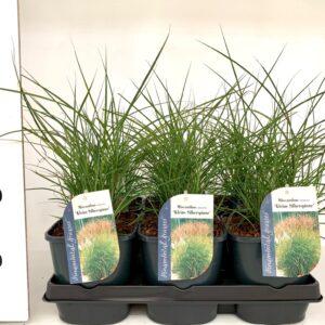 Miscanthus sinensis small Silbers Miscanthus sinensis small Silberspinne
(6 Plants/Order)(17cmP 15cmH)