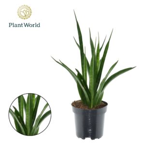 Sansevieria Friends kirkii
(11 Plants/Order)(10.5cmP 30cmH)