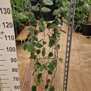 Scindapsus Argyraeus pictus hangplant
(2 Plants/Order)(25cmP 90cmH)