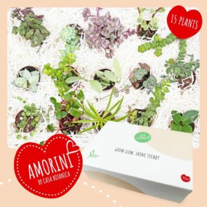 Succulenten mix Cadeaubox AMORINI XS Mini Plantjes Giftbox 3,5 cm
(8 Plants/Order)(1cmP 15cmH)