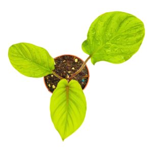 Adelonema pallidiner Red Velvet
(5 Plants/Order)(9cmP 15cmH)