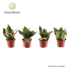Sansevieria Hahnii Sansevieria Dwarf Hahnii mixed
(12 Plants/Order)(9cmP 20cmH)