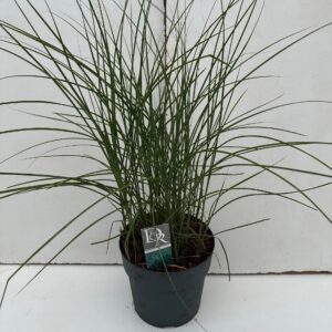 Miscanthus sinensis Gracillimus
(1 Plants/Order)(29cmP 70cmH)