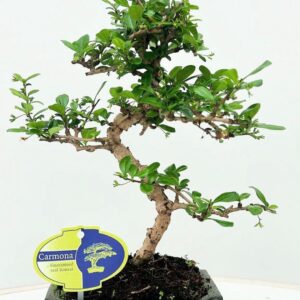 Bonsai Carmona macrophylla, 15cm., shape, with drip tray
(10 Plants/Order)(15cmP 30cmH)