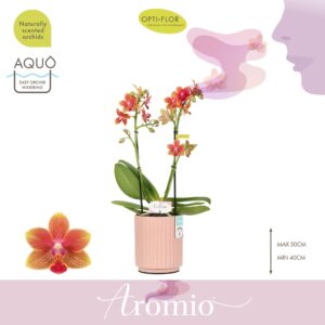 Phalaenopsis Multiflora Aromio Tropical 2 spike in Molise Salmon Aquo
(6 Plants/Order)(12cmP 35cmH)