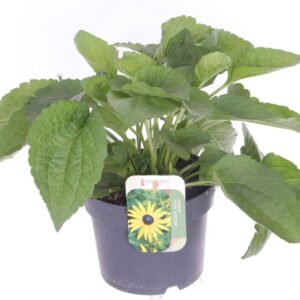 Rudbeckia fulgida Goldsturm Rudbeckia fulgida Goldsturm
(6 Plants/Order)(17cmP 35cmH)