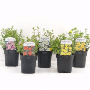 Potentilla fruticosa mix LAAG
(6 Plants/Order)(17cmP 25cmH)