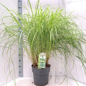 Miscanthus sinensis Little Zebra'
(1 Plants/Order)(29cmP 120cmH)