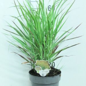Panicum virgatum Shenandoah' P23
(1 Plants/Order)(23cmP 70cmH)