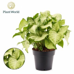 Syngonium White Butterfly
(6 Plants/Order)(14cmP 30cmH)