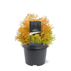 Thuja Rheingold occidentalis
(1 Plants/Order)(19cmP 30cmH)