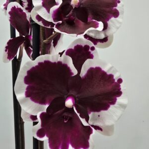 Phalaenopsis other Limited 16 Week 27
(10 Plants/Order)(12cmP 70cmH)