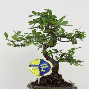 Bonsai Zelkova parvifolia, 15cm., shape, with driptray
(10 Plants/Order)(15cmP 30cmH)