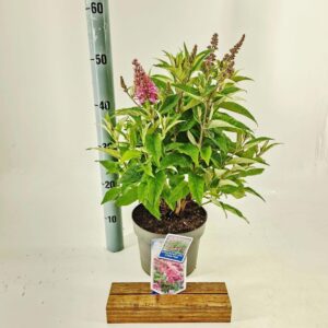 Buddleja Butterfly Candy Little Pin d. ('BotEx 005'PBR)
(1 Plants/Order)(19cmP 35cmH)