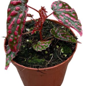 Begonia Pink Lady
(14 Plants/Order)(8cmP 12cmH)