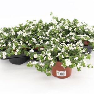 Sutera White Showers Bacopa
(8 Plants/Order)(13cmP 15cmH)