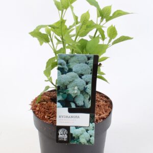 Hydrangea arborescens Annabelle
(1 Plants/Order)(17cmP 40cmH)