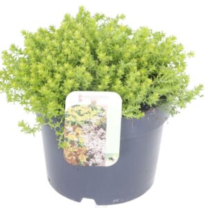 Sedum acre
(6 Plants/Order)(17cmP 15cmH)