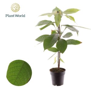Indoor plants Cacao Theobrama
(8 Plants/Order)(14cmP 50cmH)