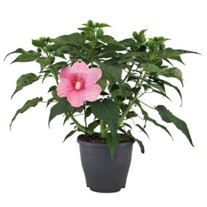 Hibiscus Extreme Hot Pink Imp
(1 Plants/Order)(23cmP 70cmH)