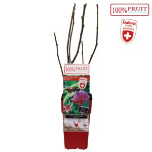 Ficus carica Gustissimo® Perretta® P15
(10 Plants/Order)(15cmP 65cmH)