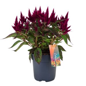 Celosia Kelos Atomic Deep Purple argentea P17
(6 Plants/Order)(17cmP 40cmH)