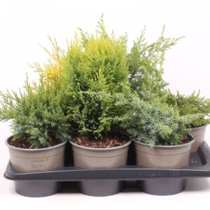 conifers mix
(1 Plants/Order)(17cmP 50cmH)